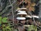 Mushrooms on the tree. Black growths on the bark. Poisonous mushrooms are parasites. Pale toadstools in the forest. Danger