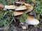 Mushrooms on the tree. Black growths on the bark. Poisonous mushrooms are parasites. Pale toadstools in the forest. Danger for the