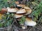 Mushrooms on the tree. Black growths on the bark. Poisonous mushrooms are parasites. Pale toadstools in the forest. Danger for the