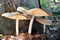 Mushrooms on tree stump