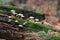 Mushrooms on tree-trunk