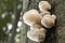 mushrooms on a tree trunk in the forest family of mushrooms on a tree trunk in the forest september