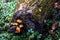 mushrooms on the tree trunk. Group of yellow honey agaric growing in the forest