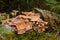 Mushrooms on treetrunk