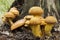 Mushrooms.Tricholomopsis rutilans.