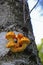 Mushrooms on the trunk of the Birch