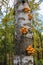 Mushrooms on the trunk of the Birch