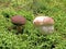 Mushrooms two friends in the soft forest moss