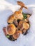 Mushrooms under a fairy tale winter snow .