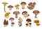 Mushrooms vector isolated icons set