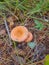 Mushrooms volnushki in the woods