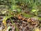 Mushrooms washed up in the Siberian forest