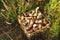 Mushrooms in a wicker basket. Birch bolete mushroom against a background of green grass. Fungus aspen mushroom in the forest.