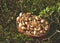 Mushrooms in a wicker basket. Birch bolete mushroom against a background of green grass. Fungus aspen mushroom in the forest.