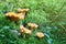 Mushrooms wild chanterelles  Cantharellus cibarius  growing in moss in forest