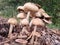 Mushrooms on wood-chip