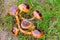 Mushrooms in wood decorate a flower bed. Gathering mushrooms. Leccinum mushroom, mushroom photo, forest photo, forest mushroom pho