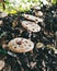 Mushrooms on the wood flour