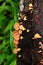 Mushrooms on a wood in the forest. Wild mushrooms on a tree stump.