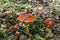 Mushrooms, wood, leaves, trees, bright paints, pois onous mushrooms, hat, leg