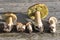 Mushrooms on wooden background - top view - edible mushrooms - porcini, boletus, orange-cap boletus