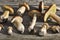 Mushrooms on wooden background - top view - edible mushrooms - porcini, boletus, orange-cap boletus