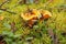 Mushrooms yellow chanterelles in the autumn forest