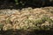 Mushroons fungus on log