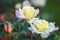 Music Box rose elegant double blossoms with creamy yellow centers and delicate pink petals edges modern american shrub rose