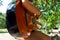 Music Concept: Young and Beautiful woman playing Spanish guitar outdoors in a park