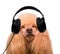 Music headphone vinyl record dog