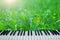 The music of nature. piano keys on a background of nature