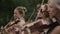 Musical quartet. Three violinists and cellist playing music. Close up.