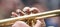 Musician with brass trumpet plays classical music. Close up view with details, blurred background, banner.