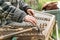 Musician playing traditional old dulcimer cymbalo