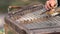 Musician playing a trapezoidal hammered dulcimer