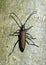 Musk beetle