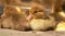 Musk duck ducklings