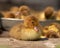 Musk duck ducklings