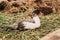 Musk or indo duck on a farm in a chicken coop. breeding of poultry in small scale domestic farming. grown up fledgling duckling in