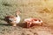 musk or indo duck on a farm in nature on grass and drinking bowl. breeding of poultry in small scale domestic farming. adult anima