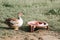 Musk or indo duck on a farm in nature outdoor on grass and drinking bowl. breeding of poultry in small scale domestic farming. adu