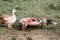 musk or indo duck and grown up duckling on a farm in nature on grass and drinking bowl. breeding of poultry in small scale domesti