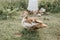 Musk or indo duck and grown up ducklings on a farm in nature on grass and drinking bowl. breeding of poultry in small scale domest