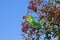 Musk Lorikeet