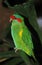 Musk Lorikeet, glossopsitta concinna, Adult