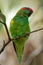 Musk Lorikeet - Glossopsitta concinna lorikeet, now the only species in the genus Glossopsitta. It inhabits south-central/easter