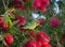 A Musk Lorikeet parrot bird is a species of parrot, seeking food from Red bottle brush flower in a spring season.