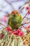 Musk Lorikeet in Victoria, Australia