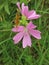 Musk Mallow